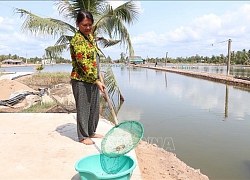 Thủy sản bị ảnh hưởng nặng bởi hạn, mặn
