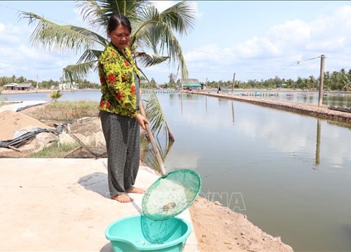 Thủy sản bị ảnh hưởng nặng bởi hạn, mặn