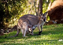 1001 thắc mắc: Kangaroo kì lạ tới mức nào?