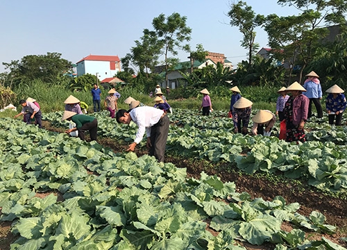 Bắc Ninh: Hỗ trợ nông dân phát triển các mô hình kinh tế tập thể