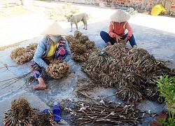 Bình Định: Trồng 2 loài cây này trên đất cát, dân xã biển dư giả hẳn ra