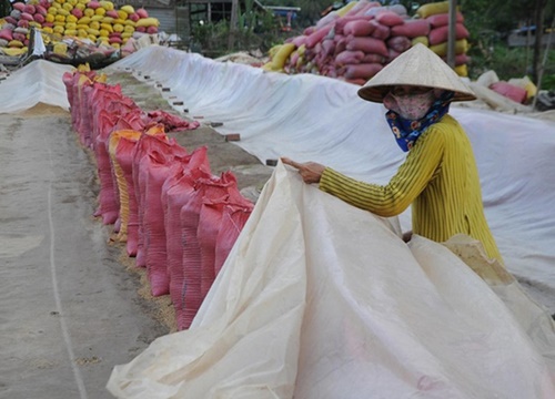 Được phép xuất gạo, doanh nghiệp sẽ mua lúa giá cao