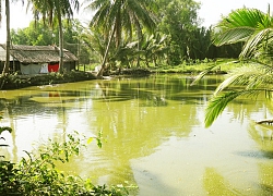 Kiên Giang: Nông trang đẹp như tranh thủy mặc giữa thời hạn mặn