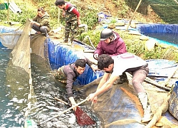 Lào Cai khẩn trương tìm đầu ra cho 250 tấn cá hồi vùng cao