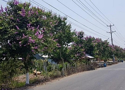 Hoa bằng lăng 'tím rịm' trong nắng tháng 4 ở An Giang