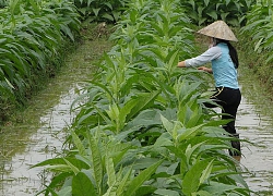 Những cánh đồng thấm đẫm tình người