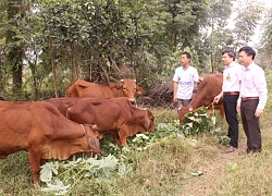 Thêm vốn đầu tư nuôi bò, nông dân Ninh Bình mau khấm khá