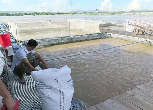 Tàu thuyền gặp họa vì... bè cá trên sông