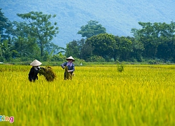 Đấu thầu lại 182.000 tấn gạo dự trữ vì doanh nghiệp 'xù' ký hợp đồng