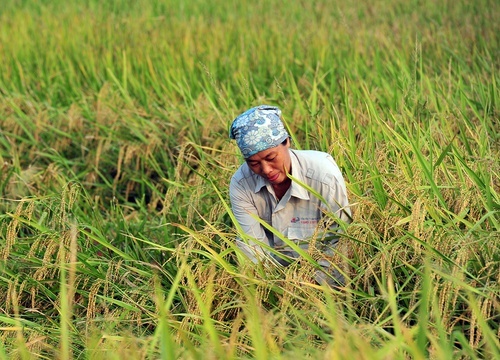 Đề nghị bán đấu giá lượng gạo xuất khẩu