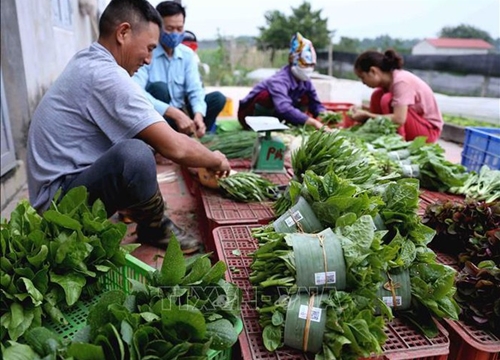 Mướt mắt vùng sản xuất 'rau sạch' hữu cơ ở Thanh Xuân, Hà Nội