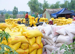 Bộ Tài chính đề nghị Bộ Công an điều tra việc "trục lợi chính sách" quản lý xuất khẩu gạo