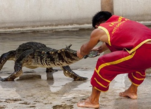 Công việc dị thường: Đô vật cá sấu - đưa đầu vào miệng "chúa đầm lầy"