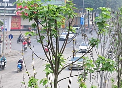 Hàng cây phong lá đỏ đường Trần Duy Hưng, Nguyễn Chí Thanh khô cằn, xơ xác đến thảm hại