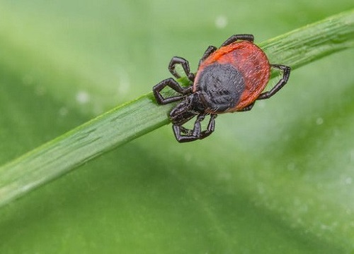 Hiểu đúng về virus lây từ động vật sang người, nhà dịch tễ học chỉ ra 3 sai lầm mà mọi người hay có