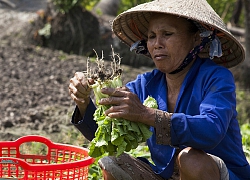 Kiên Giang: Nắng hạn trồng rau bồ ngót, rau cải, lái đến tận vườn mua