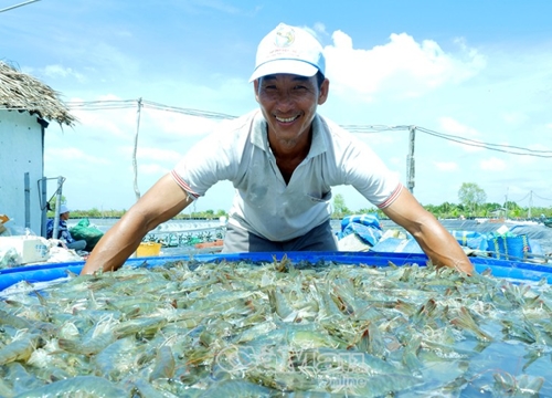 Nghề "hạ bạc" nhưng kéo mẻ lưới cả xóm trầm trồ, toàn tôm là tôm