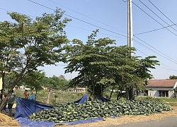 Quảng Nam: Dưa hấu 7.500 đồng/kg, dân Phú Ninh "mát lòng mát dạ"