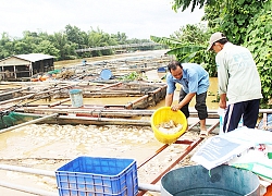 Sớm di dời lồng, bè cá trên hồ Trị An theo quy hoạch mới