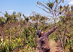 Tây Nguyên nỗ lực chống hạn