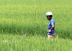 Các tỉnh, DN đồng loạt kiến nghị cho xuất khẩu gạo không hạn ngạch