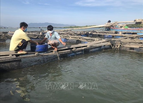 Hỗ trợ người nuôi thủy sản thủ tục giãn nợ và vay thêm vốn