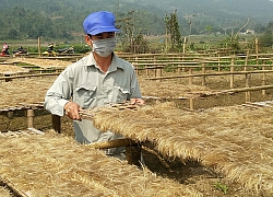 Lào Cai: Miến đao sâm làm từ những củ gì mà bán đắt thế?