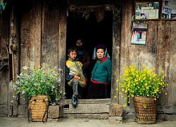 Những mùa hoa trên cao nguyên đá Hà Giang