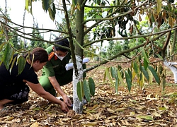 Nữ chủ vườn sầu riêng khóc nấc khi cây bị khoan lỗ, đầu độc chết