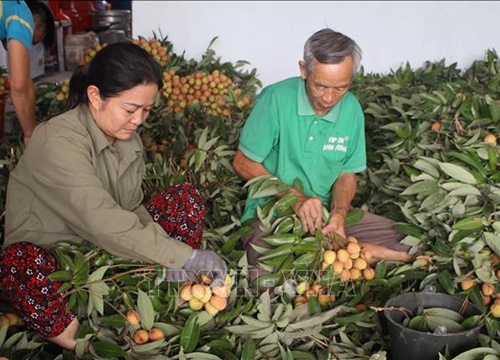 Hoàn tất các khâu chuẩn bị xuất khẩu trái vải tươi đầu tiên sang Nhật Bản