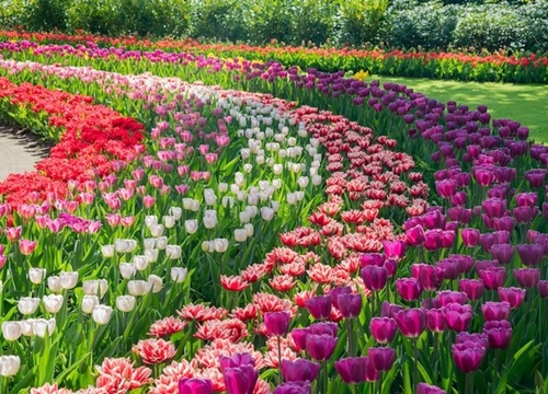 Vườn hoa tulip 7 triệu bông đẹp nhất thế giới