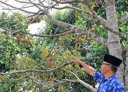 Kỳ lạ quả sầu riêng không có gai, không phải ai cũng có thể trồng được