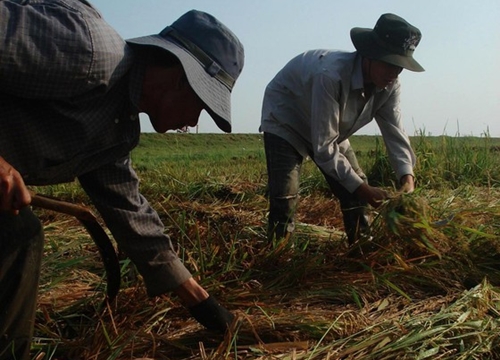 Lúa đông xuân chưa gặt xong đã cầu cứu Trung ương hỗ trợ vụ hè thu