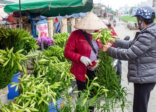 Người trồng hoa Hà Nội lâm cảnh 'hoa cười người khóc'