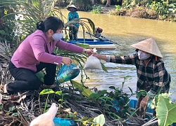 Thanh long ở Bình Thuận chết héo vì khô hạn