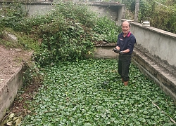 Nuôi đàn ba ba to "đến phát khiếp", lão nông này thành tỷ phú