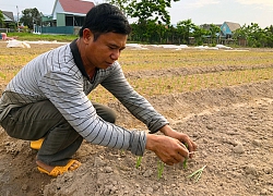 Thứ cây khiến chị em nội trợ chảy nước mắt, trồng lãi 20 triệu/sào