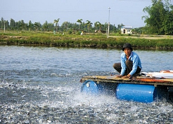 Thủy sản Nam Việt (ANV) báo lãi hơn 43 tỷ đồng quý 1, hoàn thành 22% kế hoạch năm