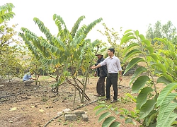 Trồng thứ na ra trái lạ, thương lái cứ hỏi đã chín chưa