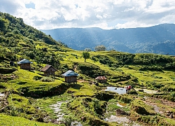 Rủ nhau lên núi trồng thứ sâm này, bán được cả củ lẫn lá