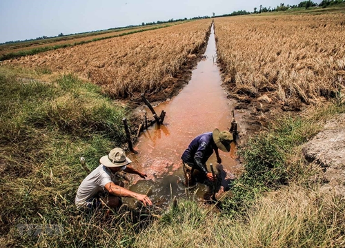 Chủ động đối phó hạn, mặn