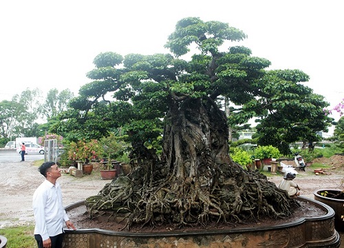 Choáng ngợp cây sanh lá móng cổ thụ giá chục tỷ ở Hà Nội