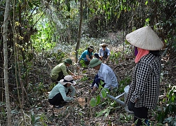 Cư dân mạng đua nhau tham gia trào lưu mới "Đăng ảnh góp rừng" phục hồi 50.000 m2 rừng nghèo kiệt!