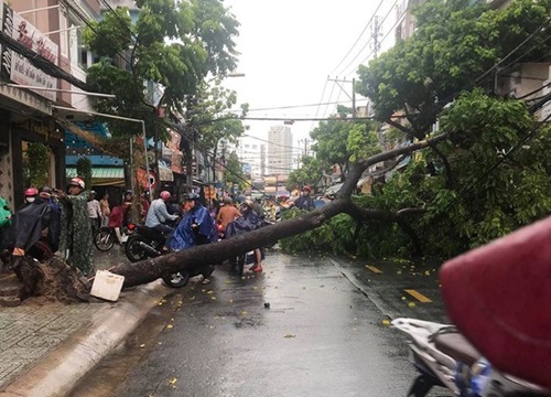 Đường ngập, cây bật gốc sau trận mưa lớn ở TP.HCM