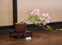 Hoa giấy leo giàn thì rực rỡ rồi, nhưng tạo thế bonsai vừa đẹp vừa sang mới là lựa chọn lý tưởng cho nhà nhỏ hẹp