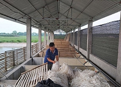 Phú Thọ: Chiêu lừa "quái dị" của HTX Ngọc Đăng nhằm chiếm đoạt lươn giống của nông dân