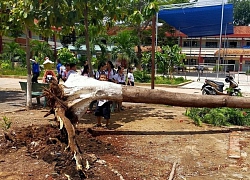 Thêm 1 vụ cây đổ trong sân trường khiến học sinh, phụ huynh hoảng sợ