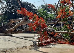 Thêm cây phượng bật gốc trong sân trường