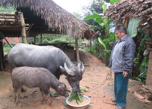 Tuyên Quang: Nông dân có vốn đầu tư nuôi trâu, càng nuôi càng lãi