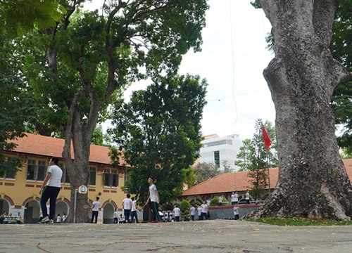 Vụ cây phượng bật gốc: Giải pháp an toàn cho học sinh